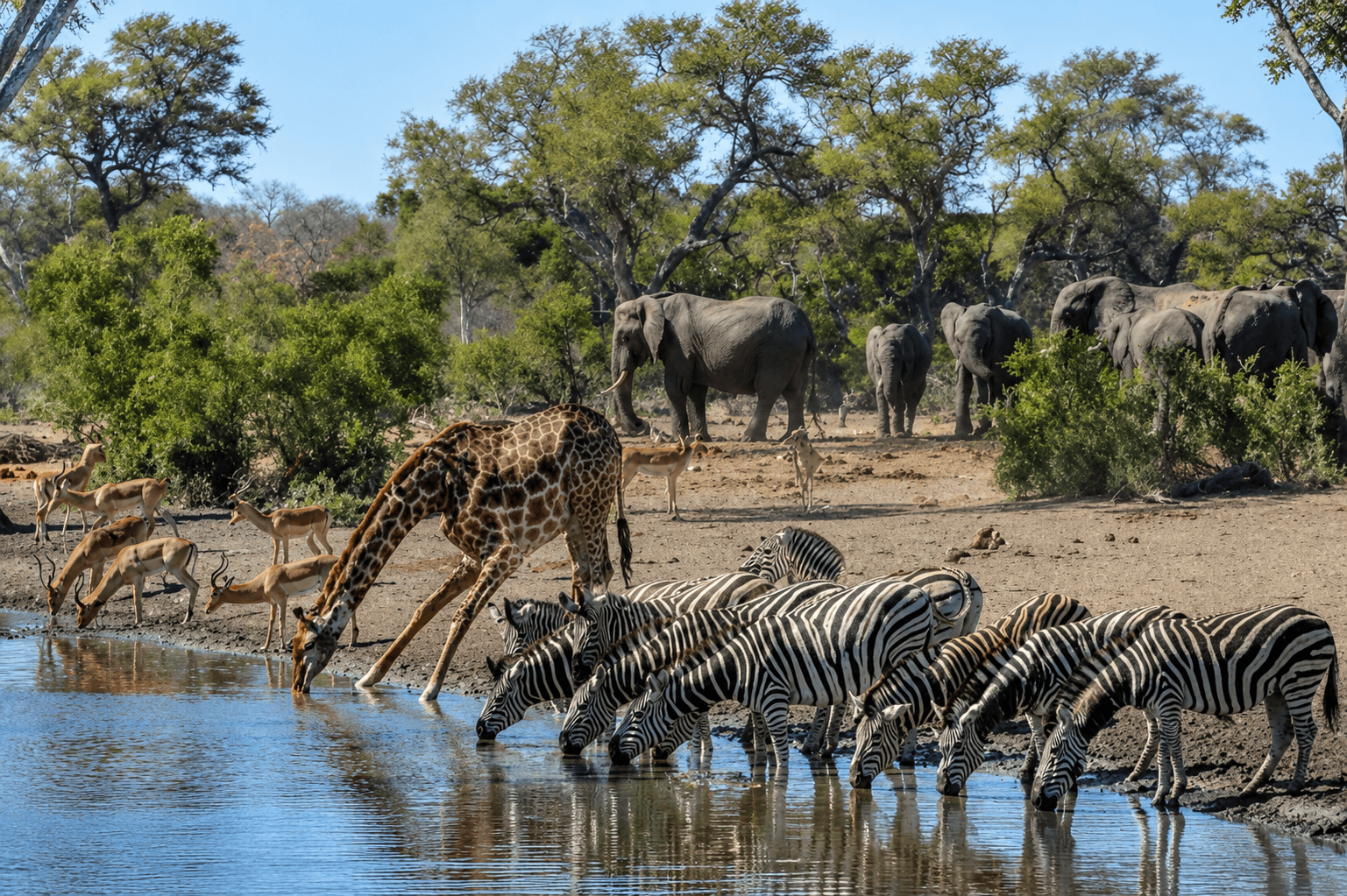 Wildlife Wonders Await - Unforgettable moments at a classic waterhole