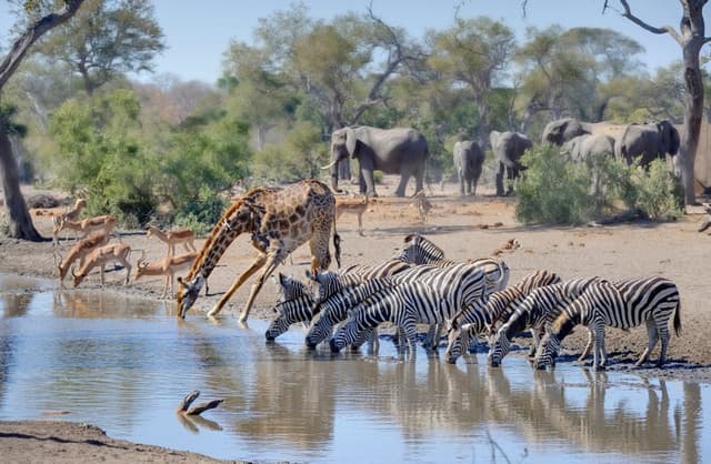 Wildlife Wonders Await - Unforgettable moments at a classic waterhole